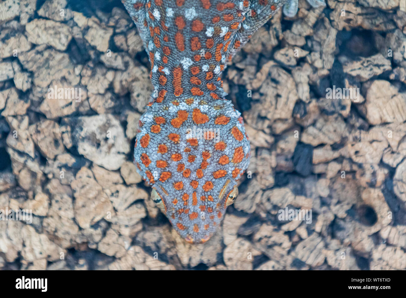 Texture primordiale, gecko e pietre, natura selvaggia Foto Stock