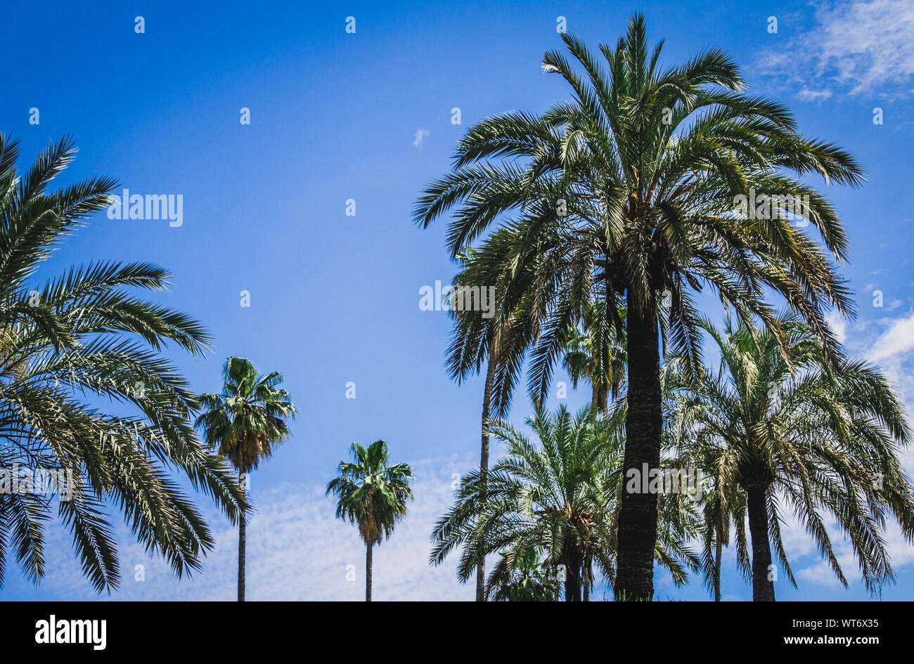 Le palme a Siviglia, Spagna Foto Stock