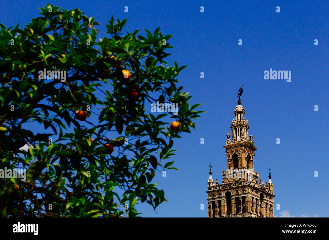 La Gerald torre campanaria e arancio, Siviglia, Spagna Foto Stock