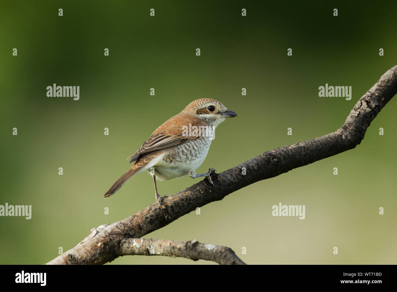 Gamberetto giovane con dorso rosso, nome latino Lanius collurio, arroccato su un ramo di albero su uno sfondo verde a chiazze Foto Stock
