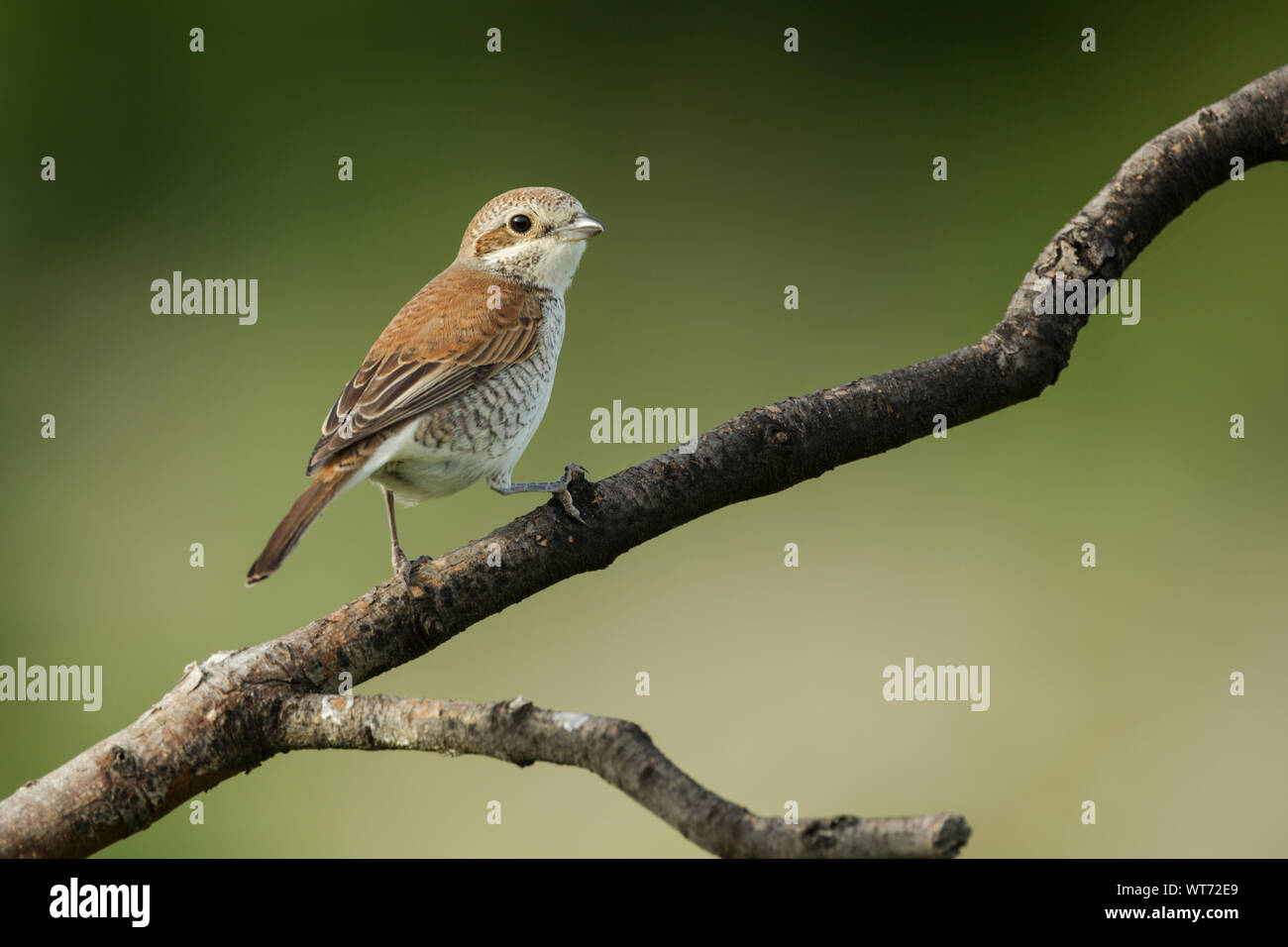 Gamberetto giovane con dorso rosso, nome latino Lanius collurio, arroccato su un ramo di albero su uno sfondo verde a chiazze Foto Stock