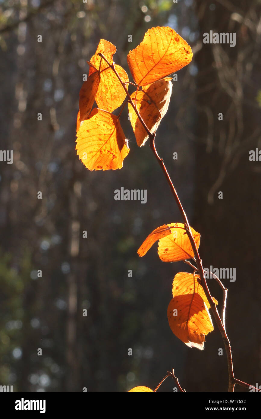 Il sole splende attraverso un colorato foglia caduta e fa una goccia di pioggia sparkle Foto Stock