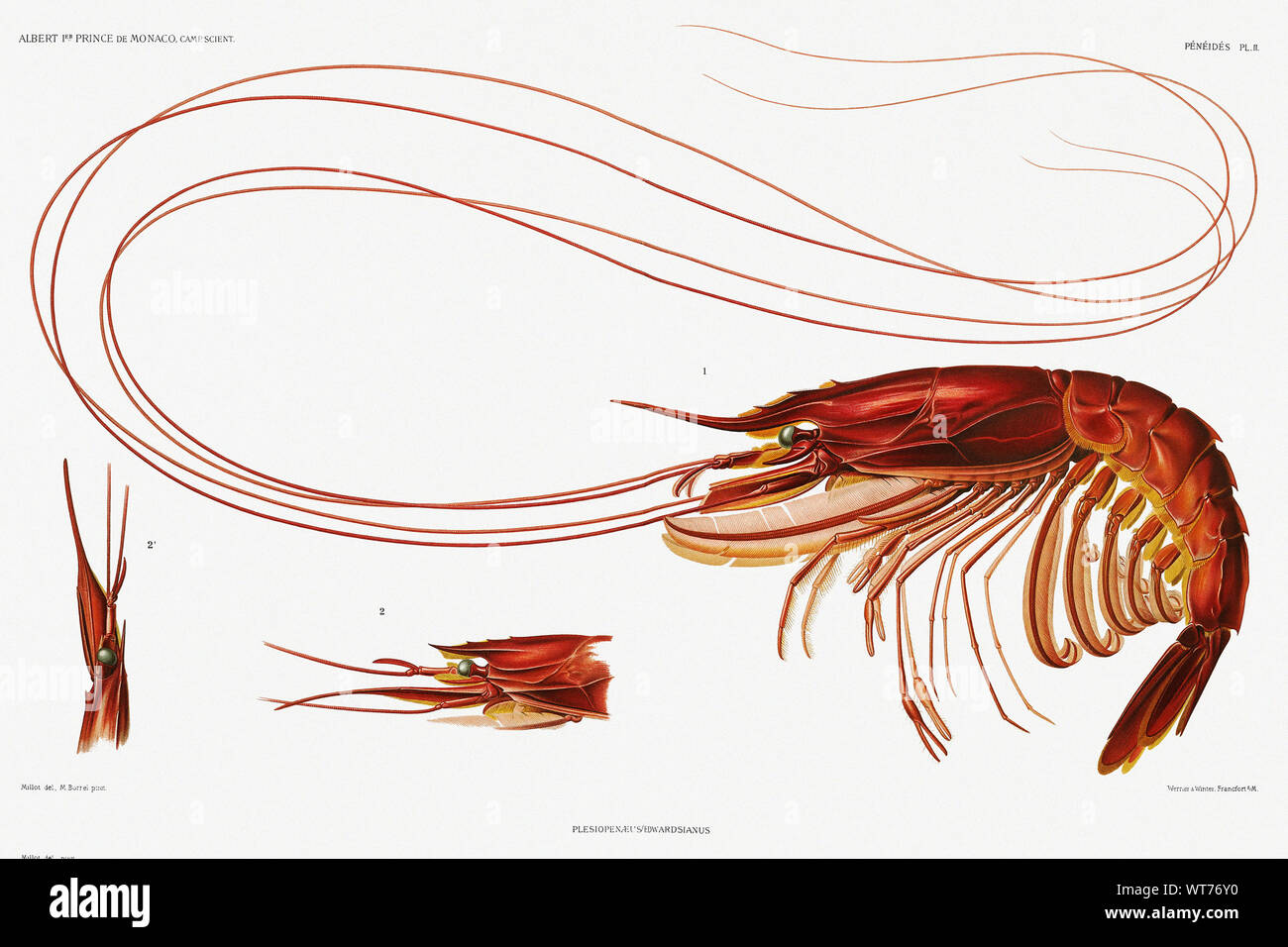 Gamberi - Illustrazione Vintage da Carl Chun lavoro zoologica Foto Stock