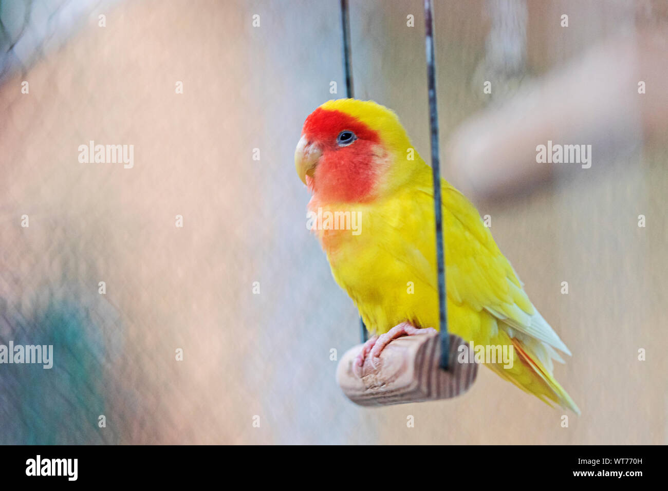 Pappagallo giallo si siede in una gabbia su altalena, natura selvaggia Foto Stock