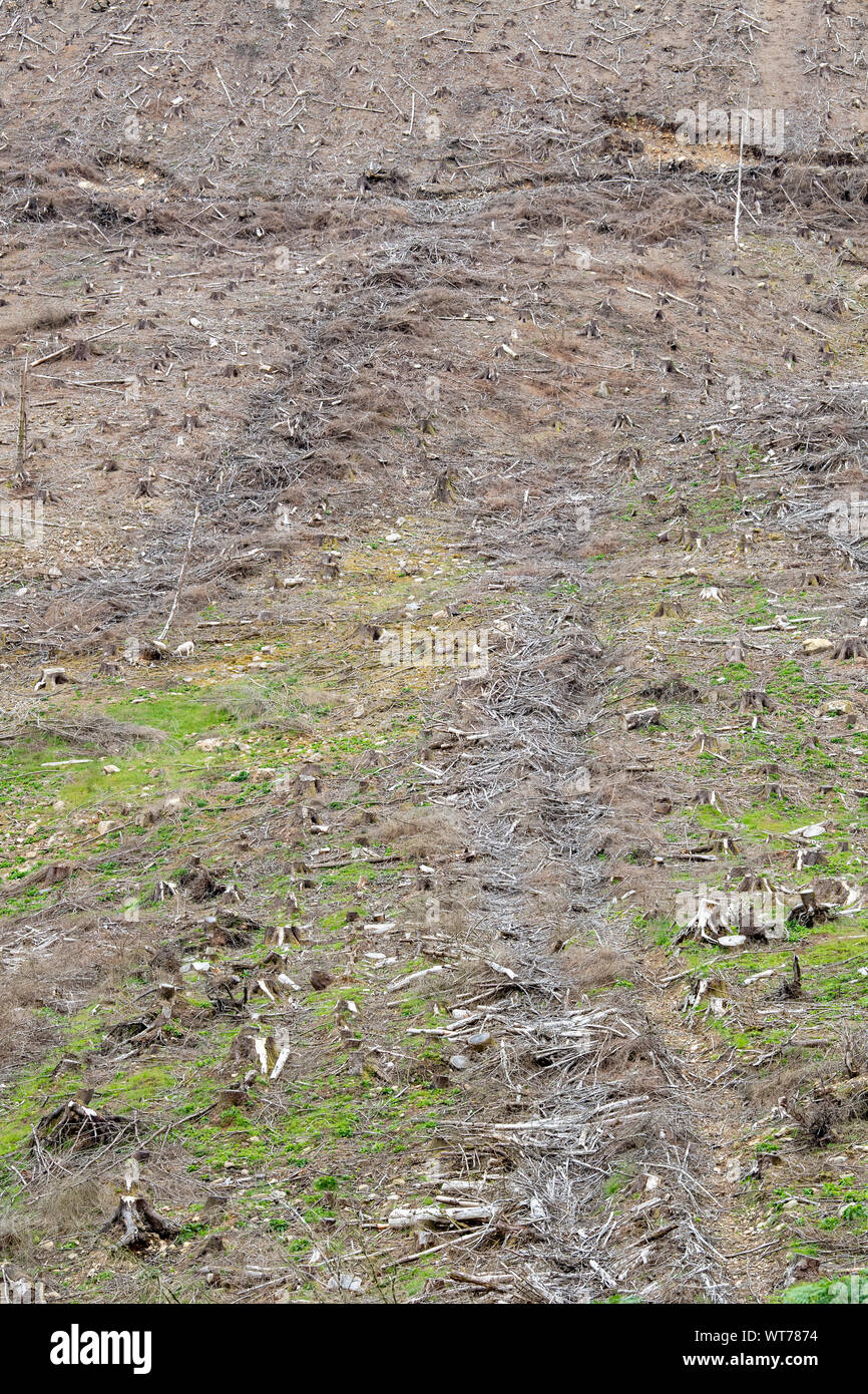 Collina scozzese dopo il raccolto di alberi di pino è stato raccolto. Scottish Borders, UK. Foto Stock