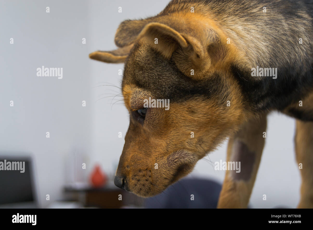 Cane con reazione anafilattica dopo la vitamina K INIEZIONE Foto Stock