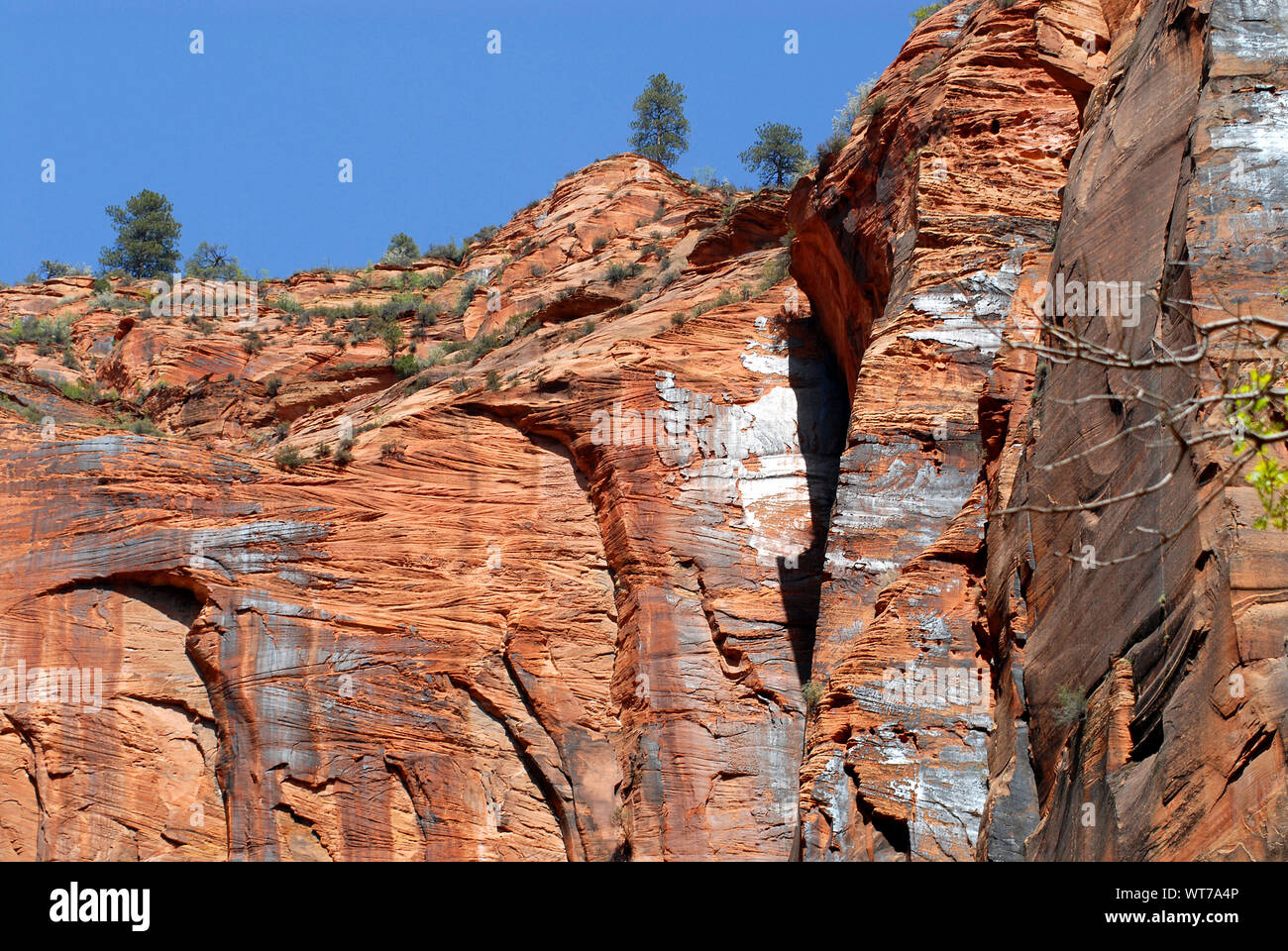 Sconvolgimento vulcanico e di erosione naturale hanno creato modelli sorprendenti nelle scogliere del Parco Nazionale di Zion, Utah, Stati Uniti d'America Foto Stock