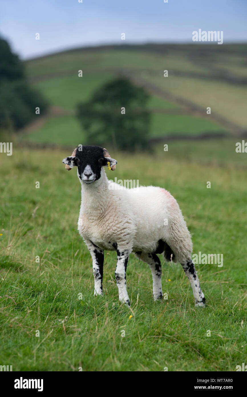 Ram Swaledale agnello avviso di ricerca nelle aree montane pascolo, Wensleydale, North Yorkshire, Regno Unito. Foto Stock