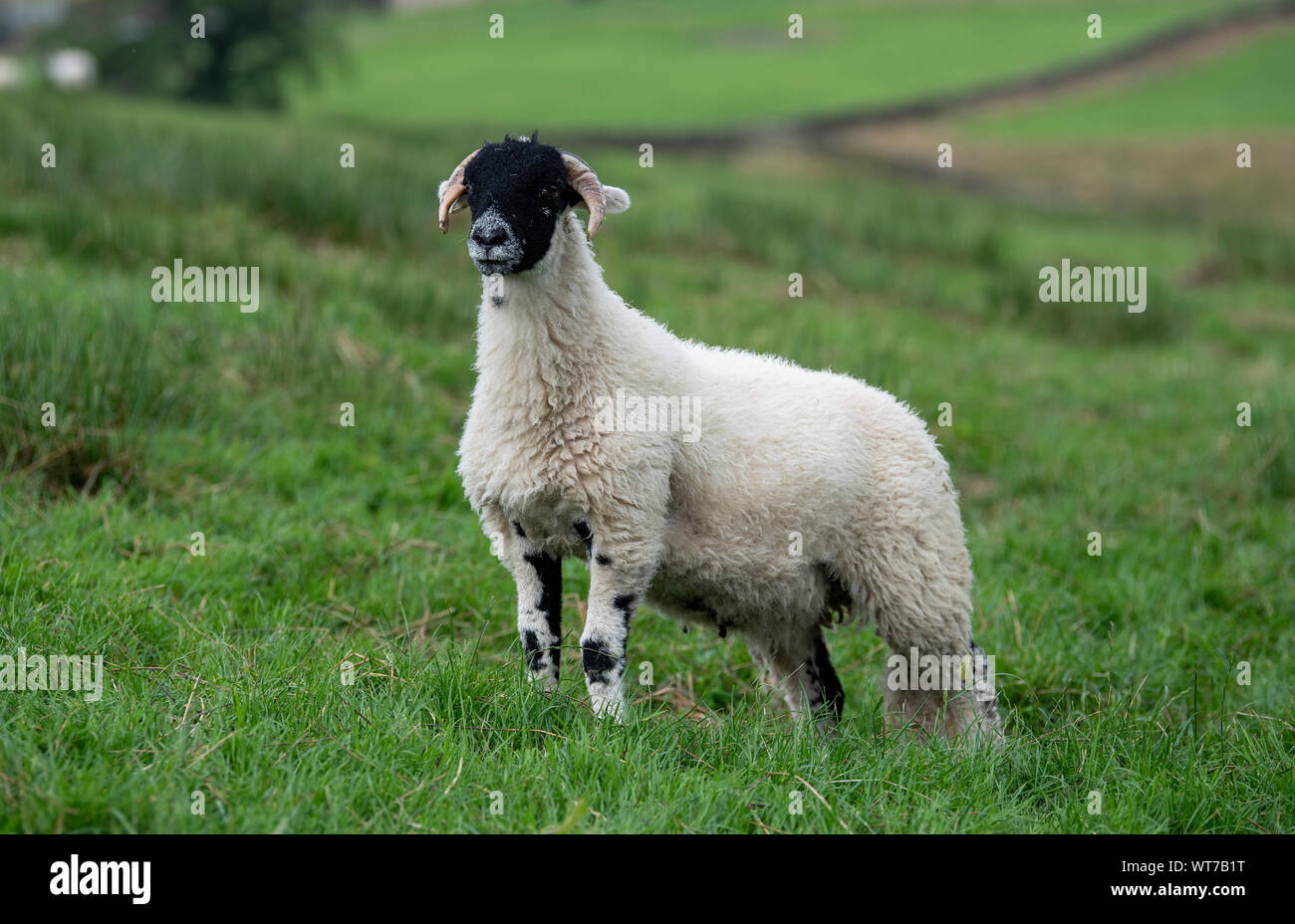 Ram Swaledale agnello avviso di ricerca nelle aree montane pascolo, Wensleydale, North Yorkshire, Regno Unito. Foto Stock