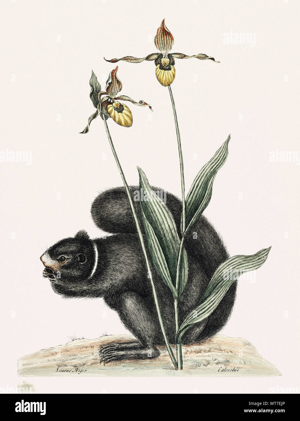 Scoiattolo nero Sciurus Niger - dalla storia naturale di Carolina Florida e il Bahama isole 1754 da Mark Catesby (1683-1749) Foto Stock