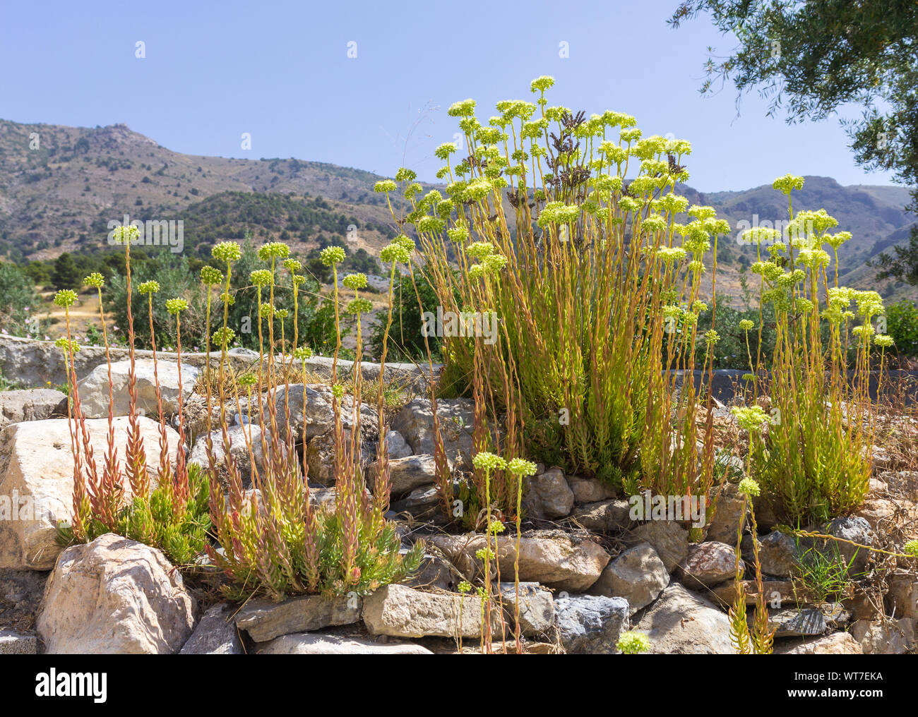 Sedum Sediforme, Stonecrop pale pianta in pieno fiore con uno sfondo di montagna Foto Stock