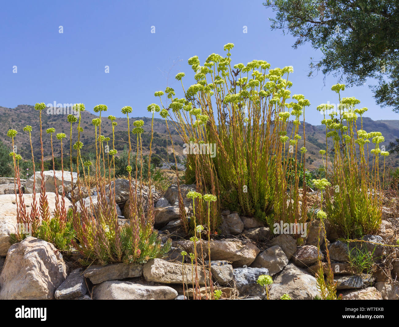 Petrosedum sediforme, stabilimento di pale Stonecrop in pieno fiore con sfondo montano Foto Stock