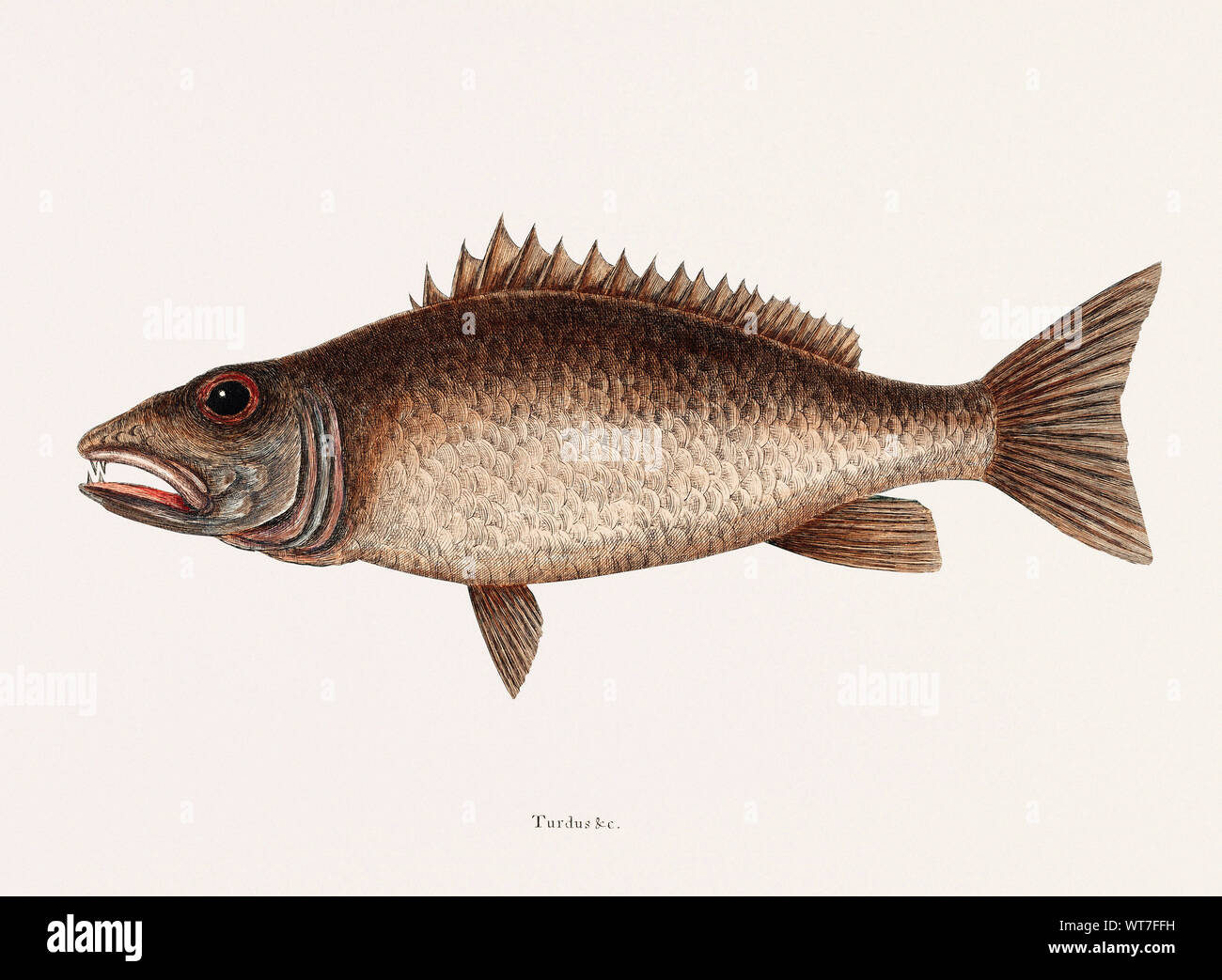 Mangrove Snapper Turdus - dalla storia naturale di Carolina Florida e il Bahama isole 1754 da Mark Catesby (1683-1749) Foto Stock