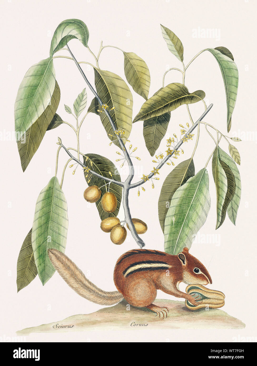 Massa Scoiattolo Sciurus - dalla storia naturale di Carolina Florida e il Bahama isole 1754 da Mark Catesby (1683-1749) Foto Stock