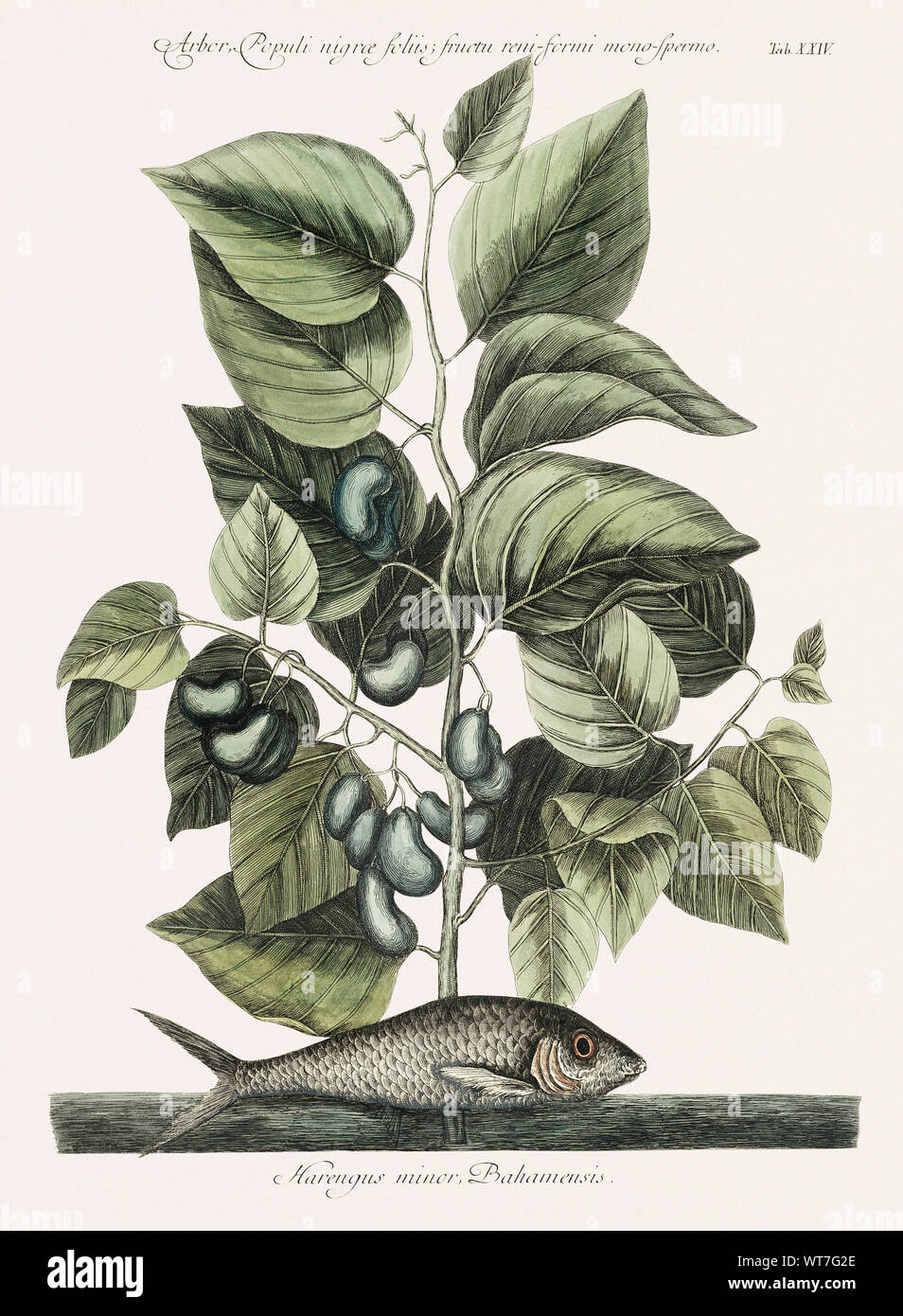 Sardine Harengus - dalla storia naturale di Carolina Florida e il Bahama isole 1754 da Mark Catesby (1683-1749) Foto Stock