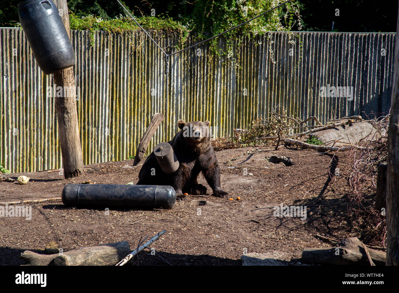 Orso bruno in zoo di Copenaghen Foto Stock