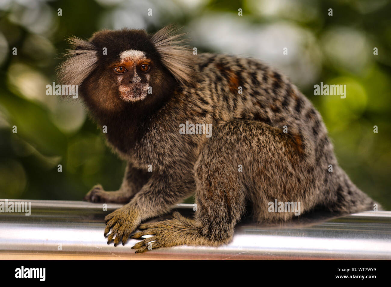 21 maggio 2019, Brasile, Rio de Janeiro: un ciuffo bianco monkey siede sul corrimano della ringhiera di protezione allo Sugar Loaf in Rio de Janeiro. A causa dell'adattabilità delle scimmie, gli animali hanno perso il loro timore di esseri umani e che sono in attesa per il cibo gli avanzi dei turisti. Foto: Tino Plunert/dpa-Zentralbild/ZB Foto Stock