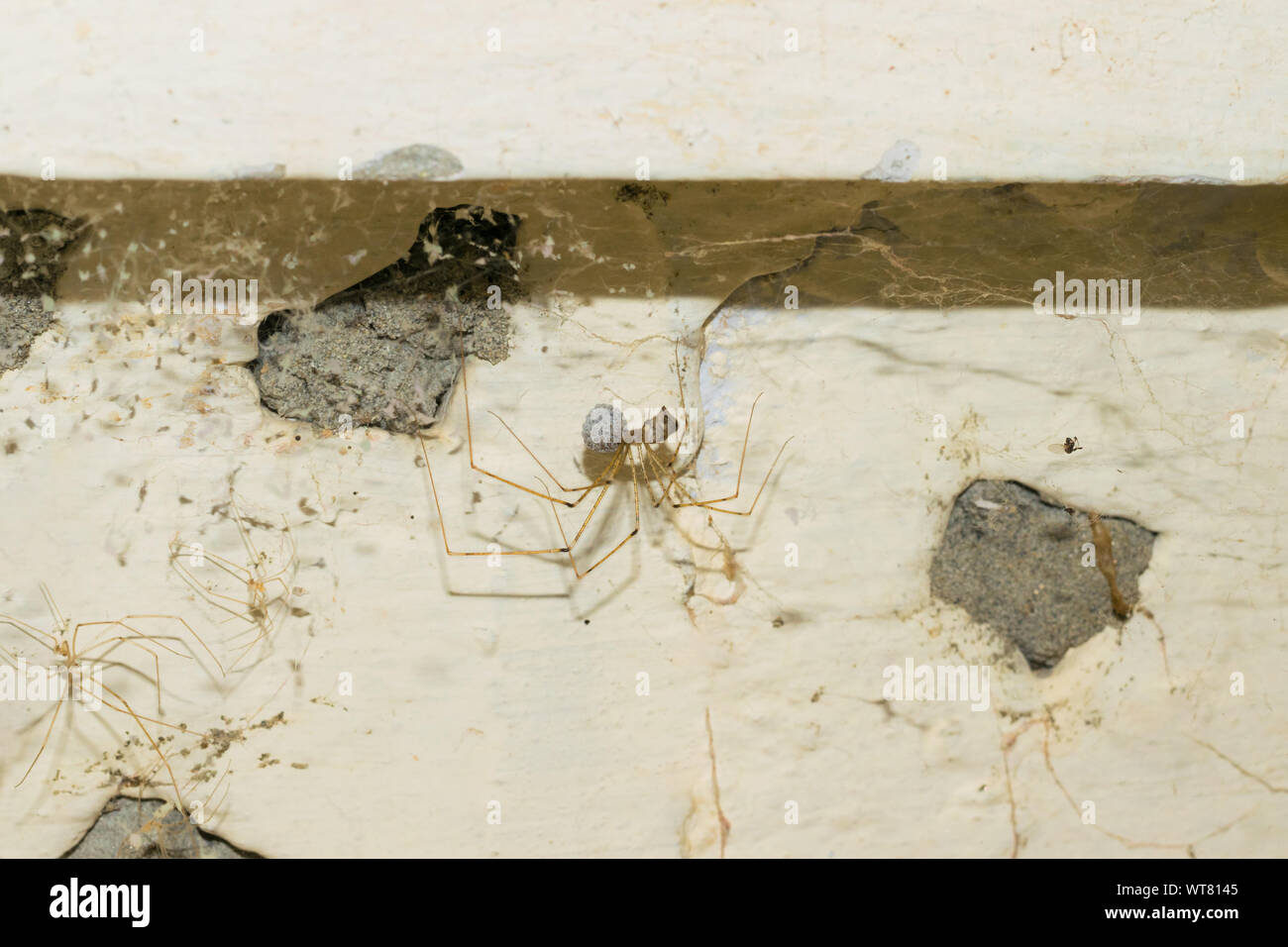In prossimità di una gamba lunga brown spider appeso sul web mediante il sollevamento di un mucchio di uova con la sua bocca, sfondo sfocato. Foto Stock