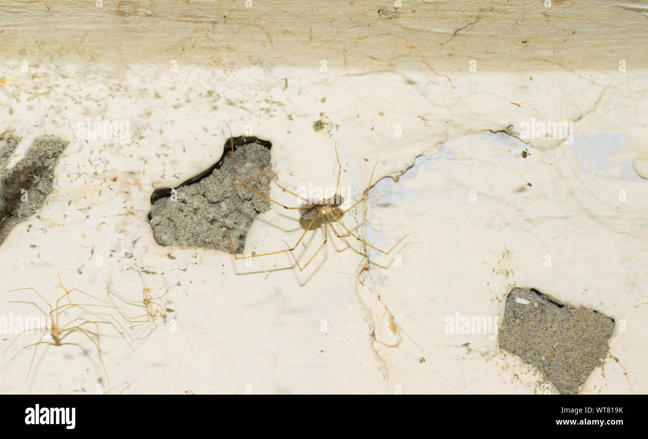 In prossimità di una gamba lunga brown spider appeso sul web mediante il sollevamento di un mucchio di uova con la sua bocca, sfondo sfocato. Foto Stock