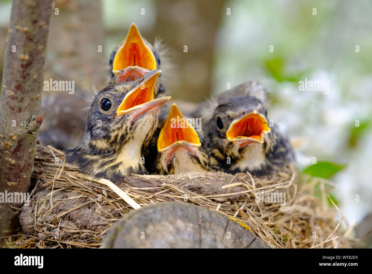 Covata di uccelli nel nido su albero in fiore, uccelli Baby, nesting con ampi open orange rostri in attesa per l'alimentazione. Foto Stock