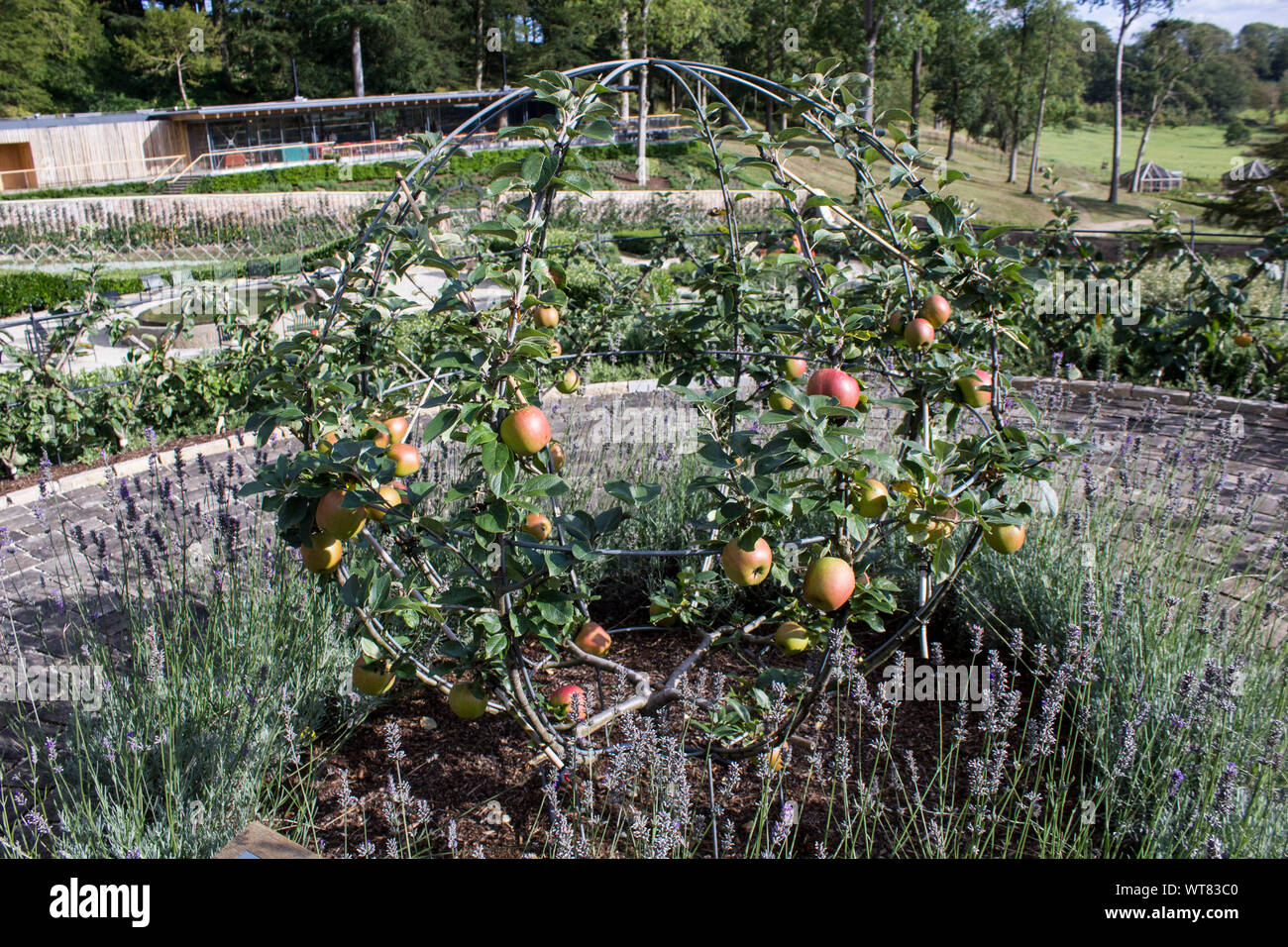 Un mondo apple spalliera, formazione di meli in una forma circolare presso il Tritone in Somerset gardens Foto Stock