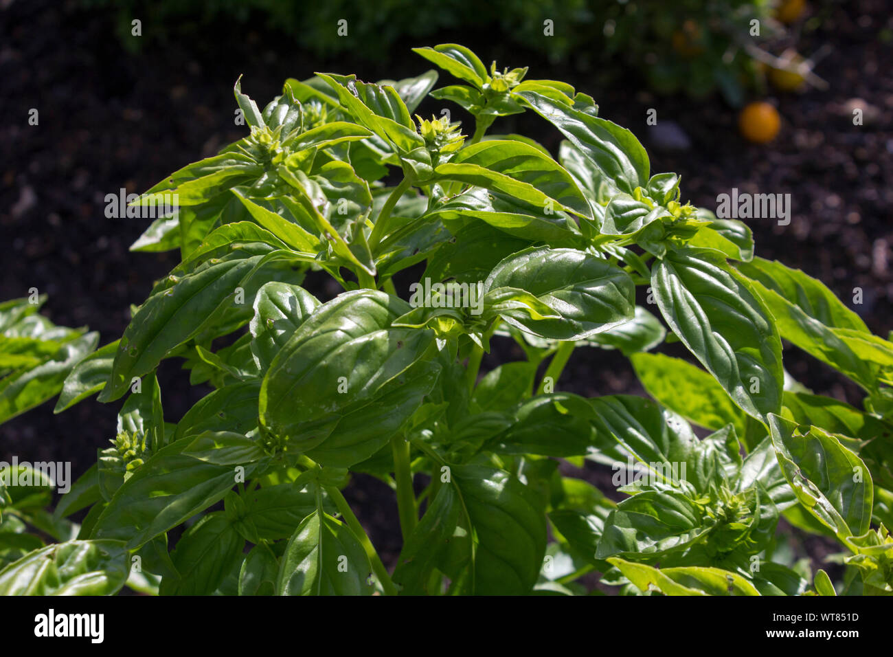 Alcune foglie di basilico che cresce in giardino Foto Stock