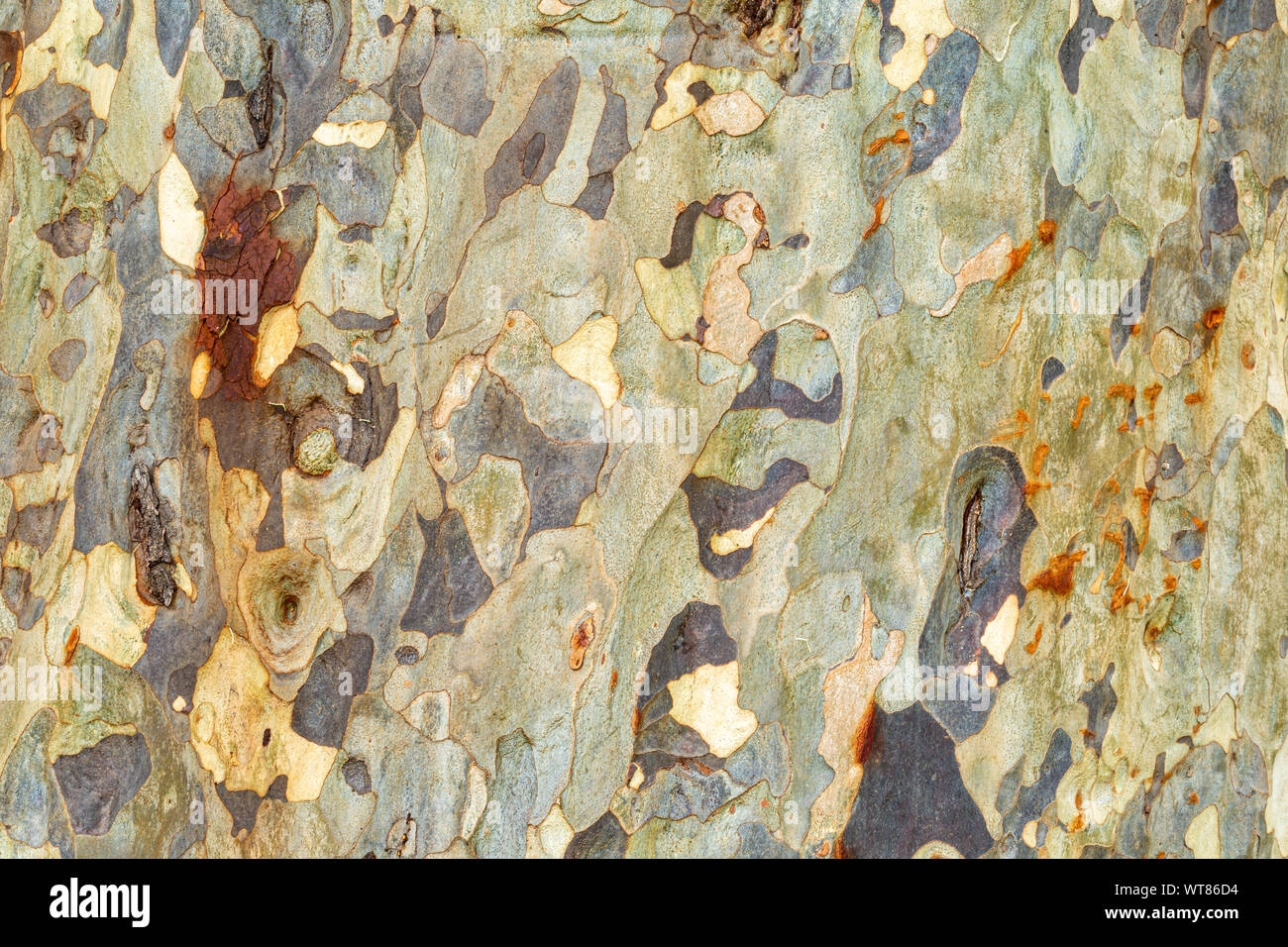 Colore fotografia di close-up di solo la corteccia dell'albero di eucalipto (Eucalyptus globulus). Foto Stock