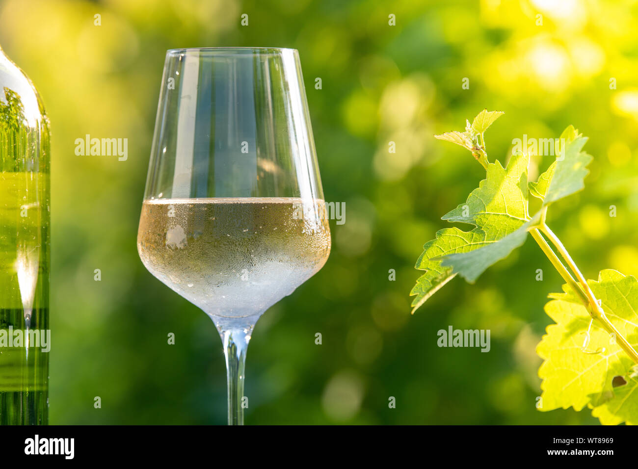 Bicchiere di vino bianco secco sulla tavola in vigna Foto Stock