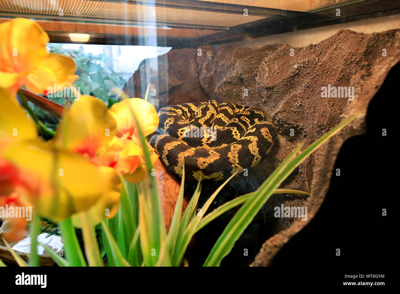 Jungle carpet python snake in buone dotate terrarium. Morelia spilota non specie velenosa di snake gode il calore della sua terrario in vetro. Foto Stock