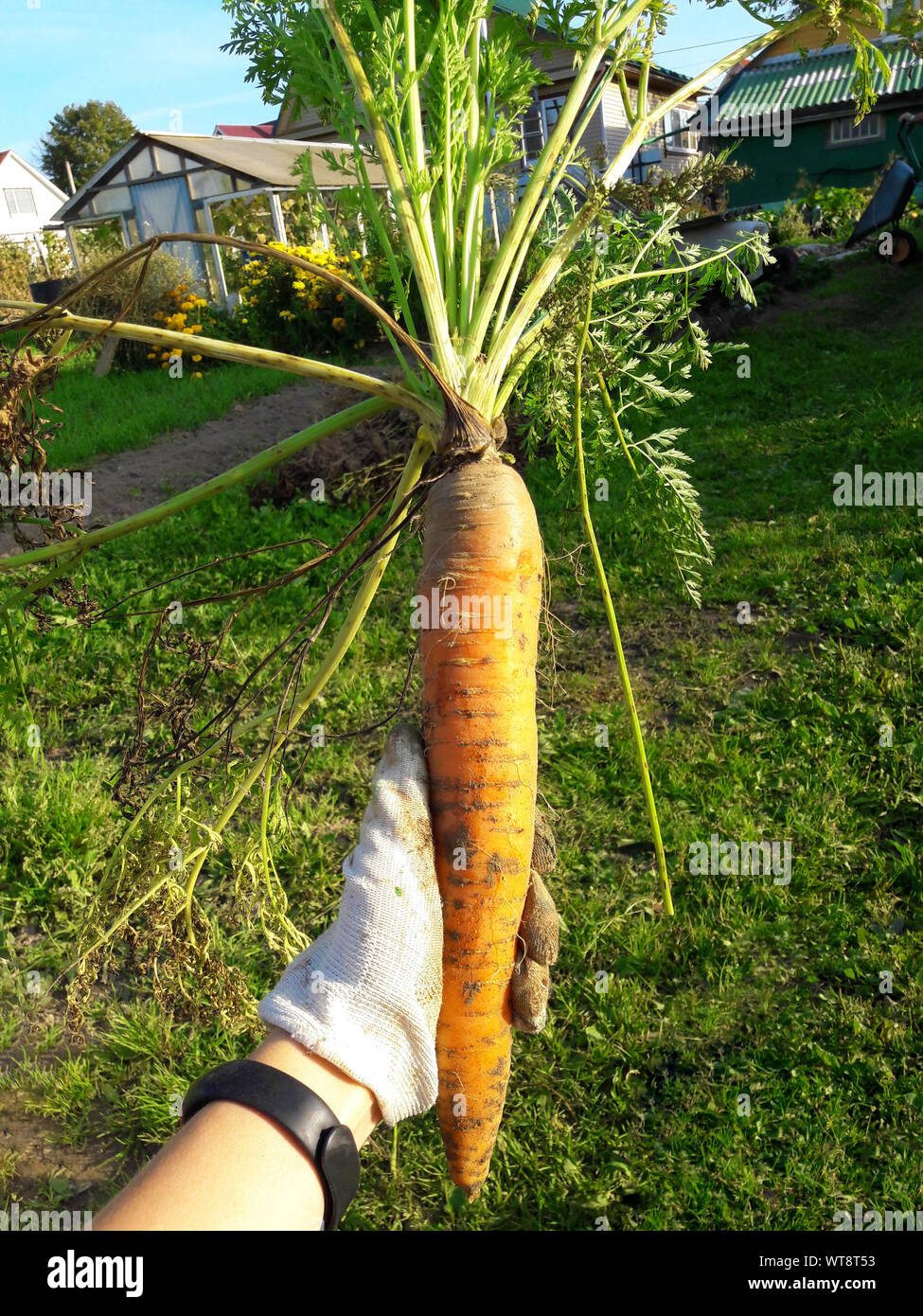 Strano cercando strano mutante carote irregolare in mano all'aperto, erba verde sullo sfondo. Respinto il cibo nei mercati memorizza concetto. Bassa qualità di alimenti. Foto Stock