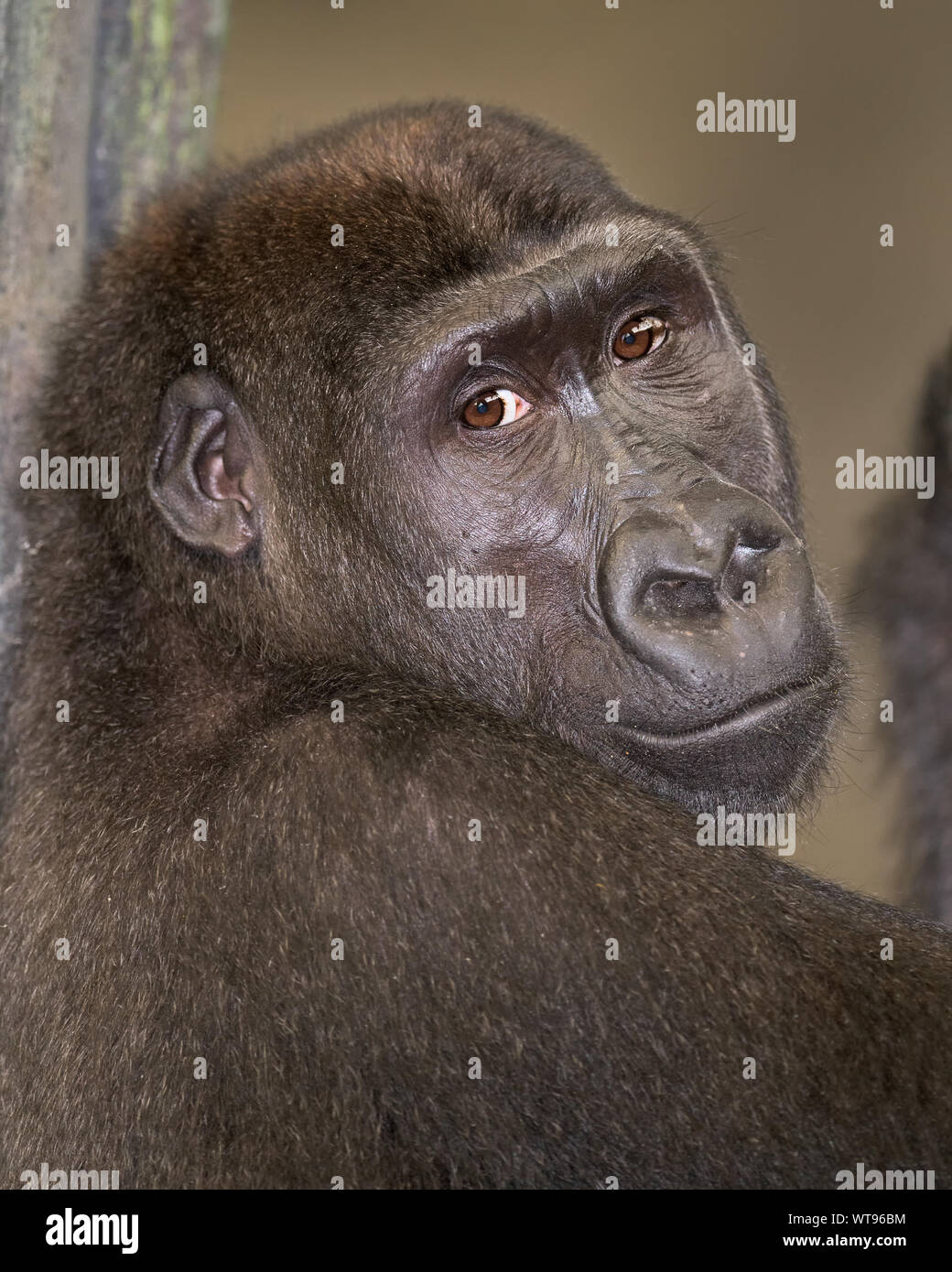 Femmina pianura occidentale gorilla closeup ritratto Foto Stock