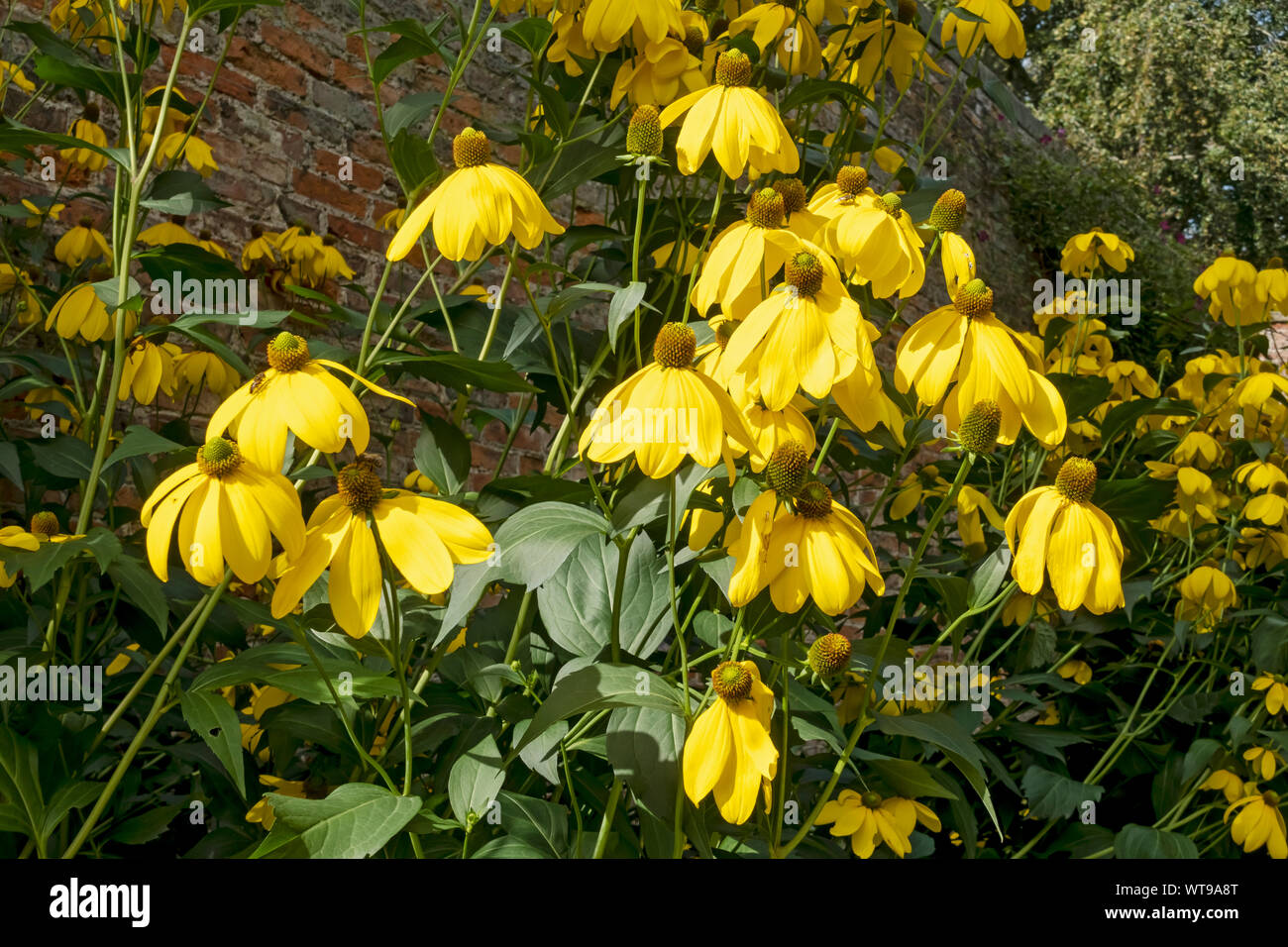 Primo piano di fiori gialli di coneflower in estate (rudbeckia laciniata Herbston) in giardino Inghilterra Regno Unito Gran Bretagna Foto Stock