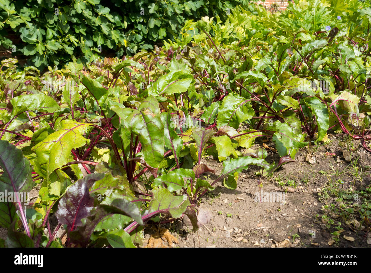 Barbabietola Boltardy (beta vulgaris) piante vegetali che crescono su un'assegnazione in estate Inghilterra Regno Unito GB Gran Bretagna Foto Stock