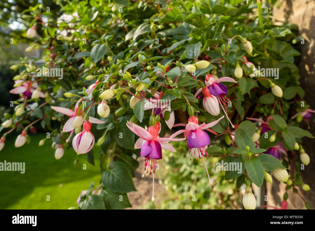 Primo piano di rosa fuchsias fucsia fiori fiore in un cesto appeso a muro in estate Inghilterra Regno Unito GB Gran Bretagna Foto Stock