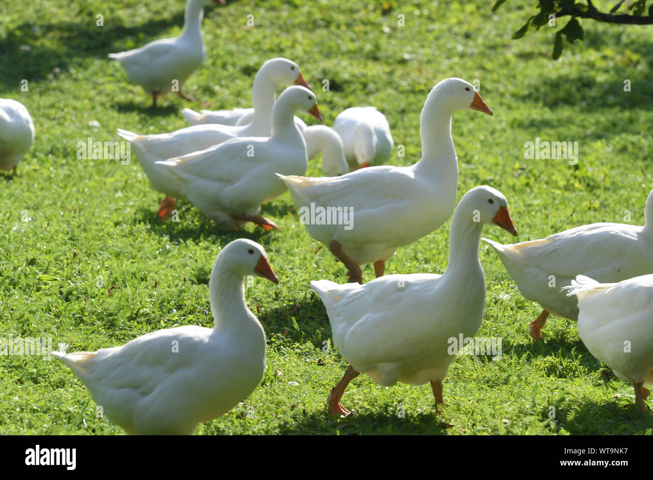 Berchtesgaden, Germania. Undicesimo Sep, 2019. Le oche sono per essere visto con le nuvole e sole nei pressi del Watzmann. Con temperature calde estate va nell'ultimo round. Credito: Felix Hörhager/dpa/Alamy Live News Foto Stock