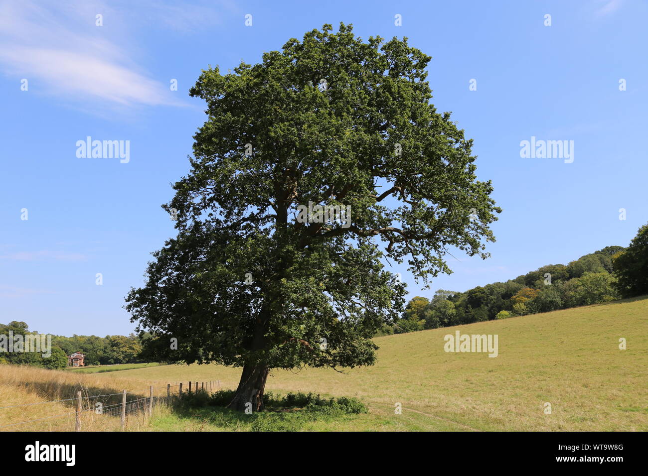 Rovere (Quercus robur) albero vicino a Bagden Farm, Westhumble, Dorking, Surrey Hills, North Downs, Inghilterra, Gran Bretagna, Regno Unito, Gran Bretagna, Europa Foto Stock