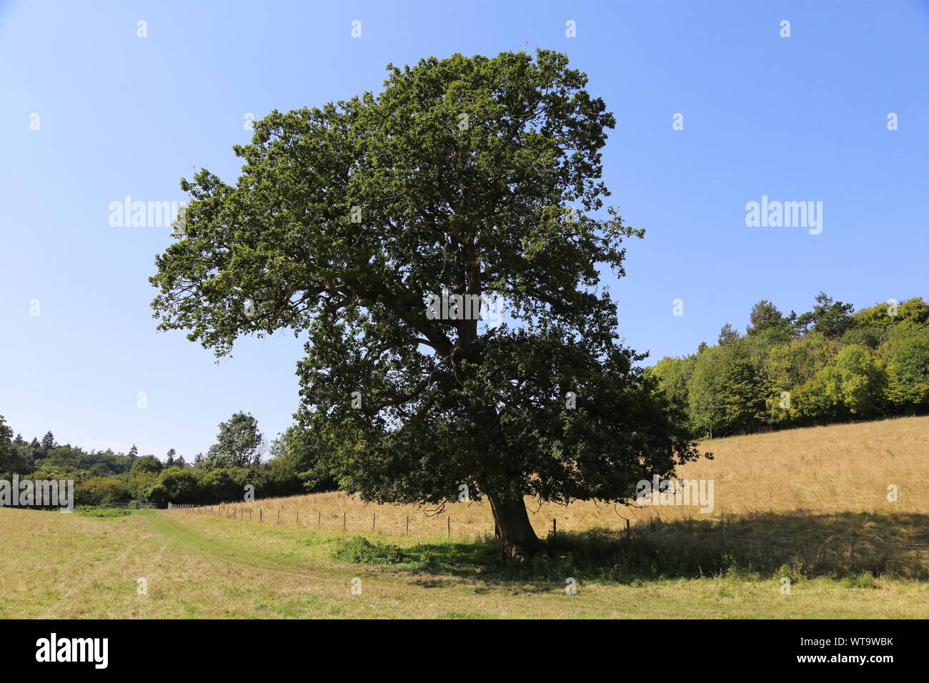 Rovere (Quercus robur) albero vicino a Bagden Farm, Westhumble, Dorking, Surrey Hills, North Downs, Inghilterra, Gran Bretagna, Regno Unito, Gran Bretagna, Europa Foto Stock
