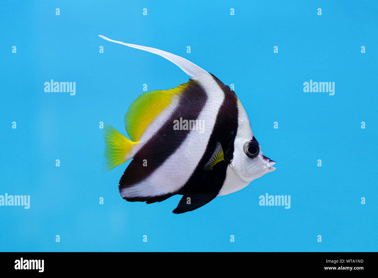 Longfin o Reef bannerfish /Pennant coralfish/ cocchiere (Heniochus acuminatus) su sfondo blu, nativo di area Indo-pacifico Foto Stock