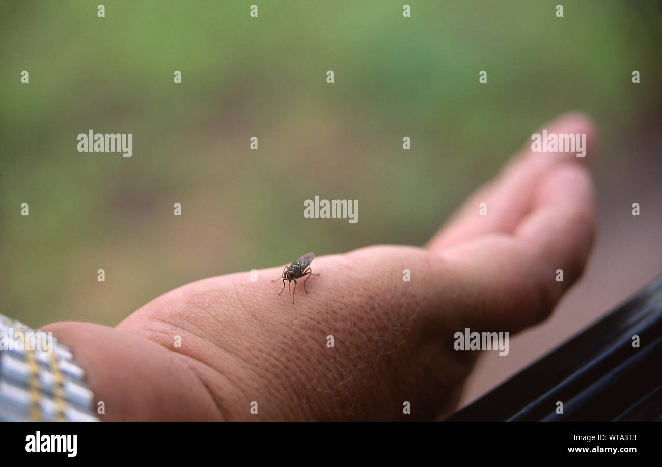 Mosca Tsetse mordere e succhiare il sangue, trasmettere malattie la malattia del sonno. Ecosistema del Serengeti, Africa Tanzania. Foto Stock