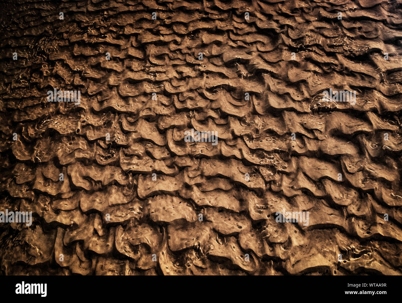 Abstract formazione di acqua in un suolo sabbioso a Pantanal Foto Stock