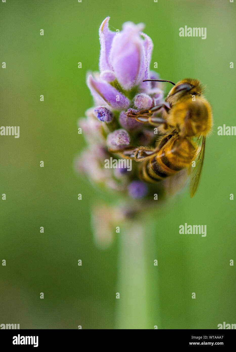 Bee atterraggio sul fiore lavanda Foto Stock