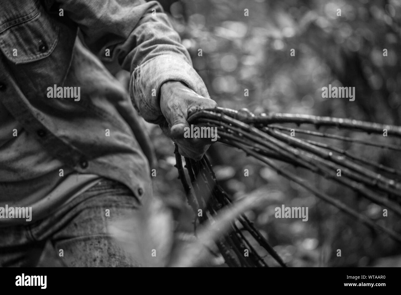 Raccolta artigianale liana nella foresta pluviale per utilizzarlo nel suo artwork Foto Stock