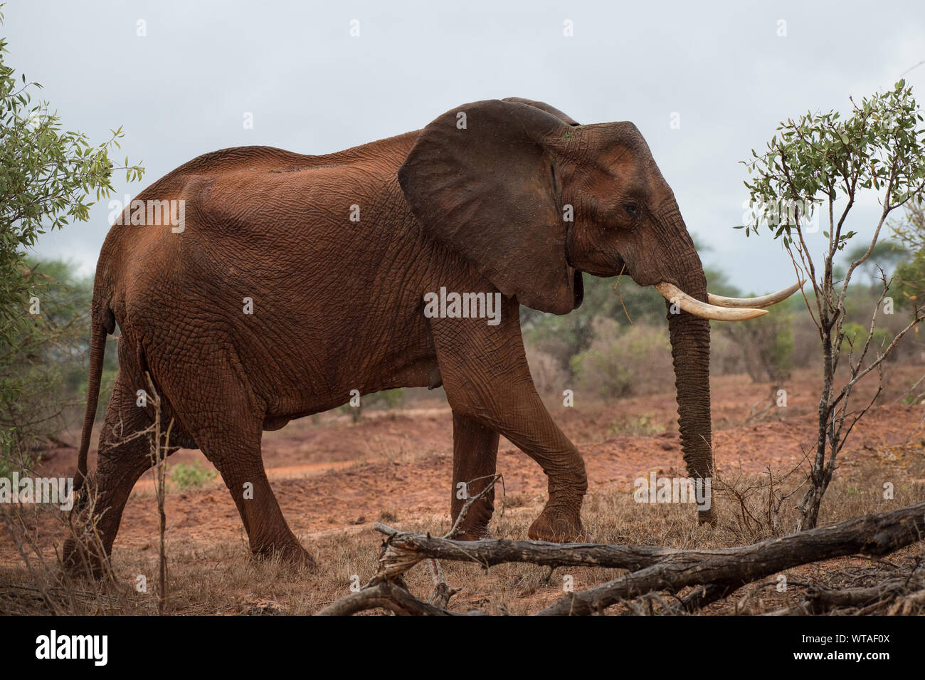 Tsavo Red Elephant, Loxodonta africana, Elephantidae, parco nazionale orientale di Tsavo, Kenya, Africa Foto Stock