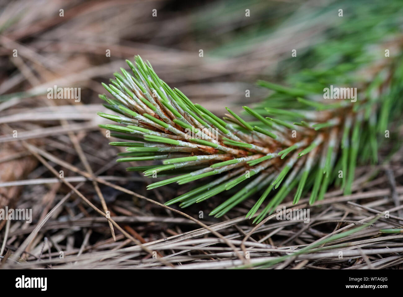 Gli aghi di pino sul pavimento Foto Stock