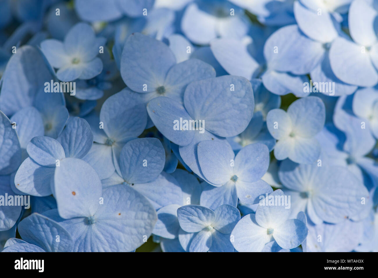 Ortensia fiore Foto Stock
