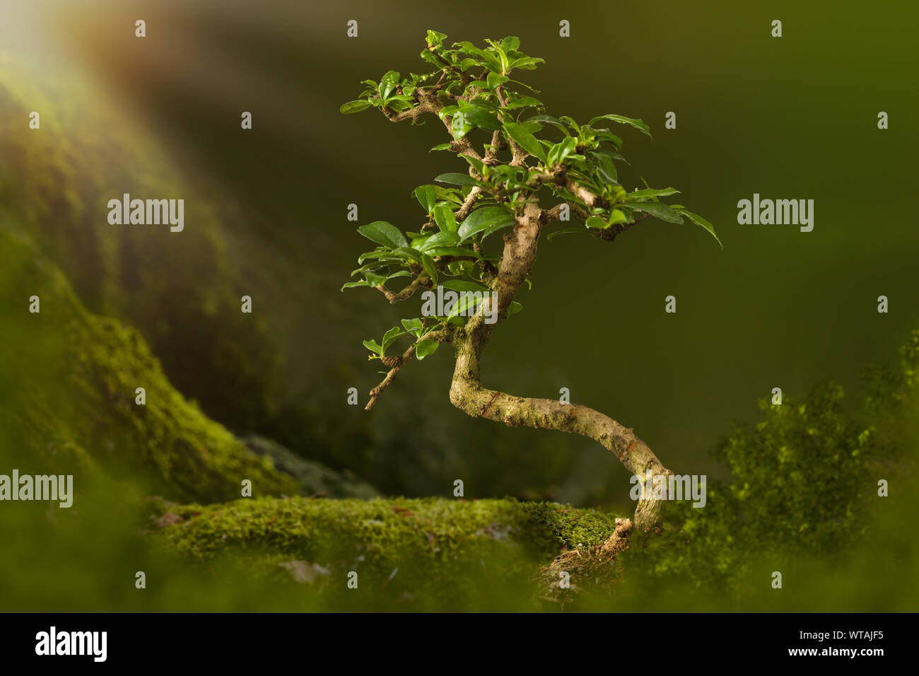 Sfondo digitale con albero di bonsai in natura con moss Foto Stock