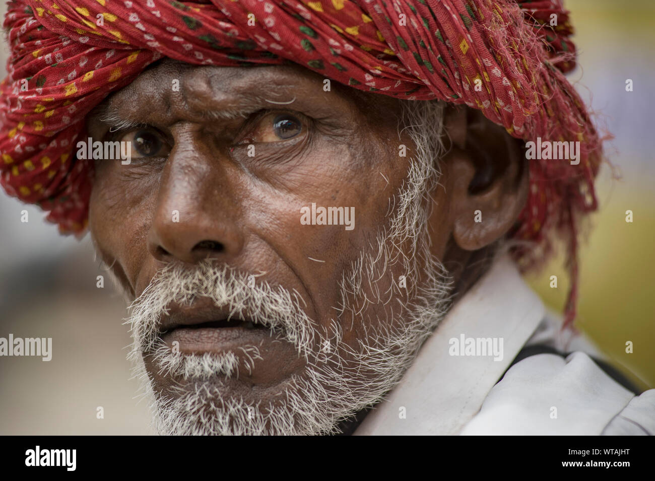 Uomo di Rajasthani che guarda lontano indossando un turbante rosso Foto Stock