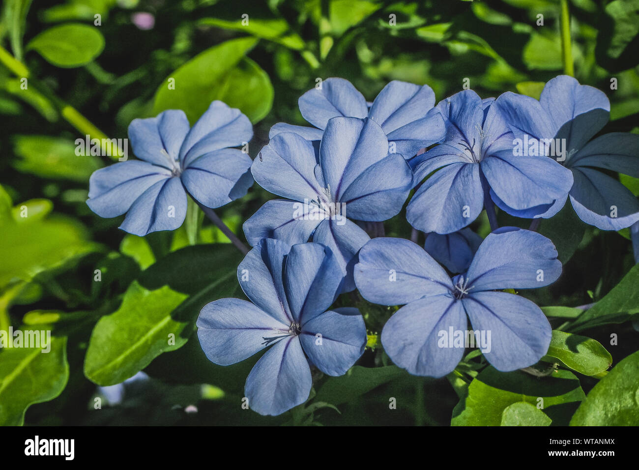 Botanico floreale di fiori. Wild molla a balestra di fiori selvaggi. Morbidi colori pastello floreale. Viola fiori lilla e petali Foto Stock