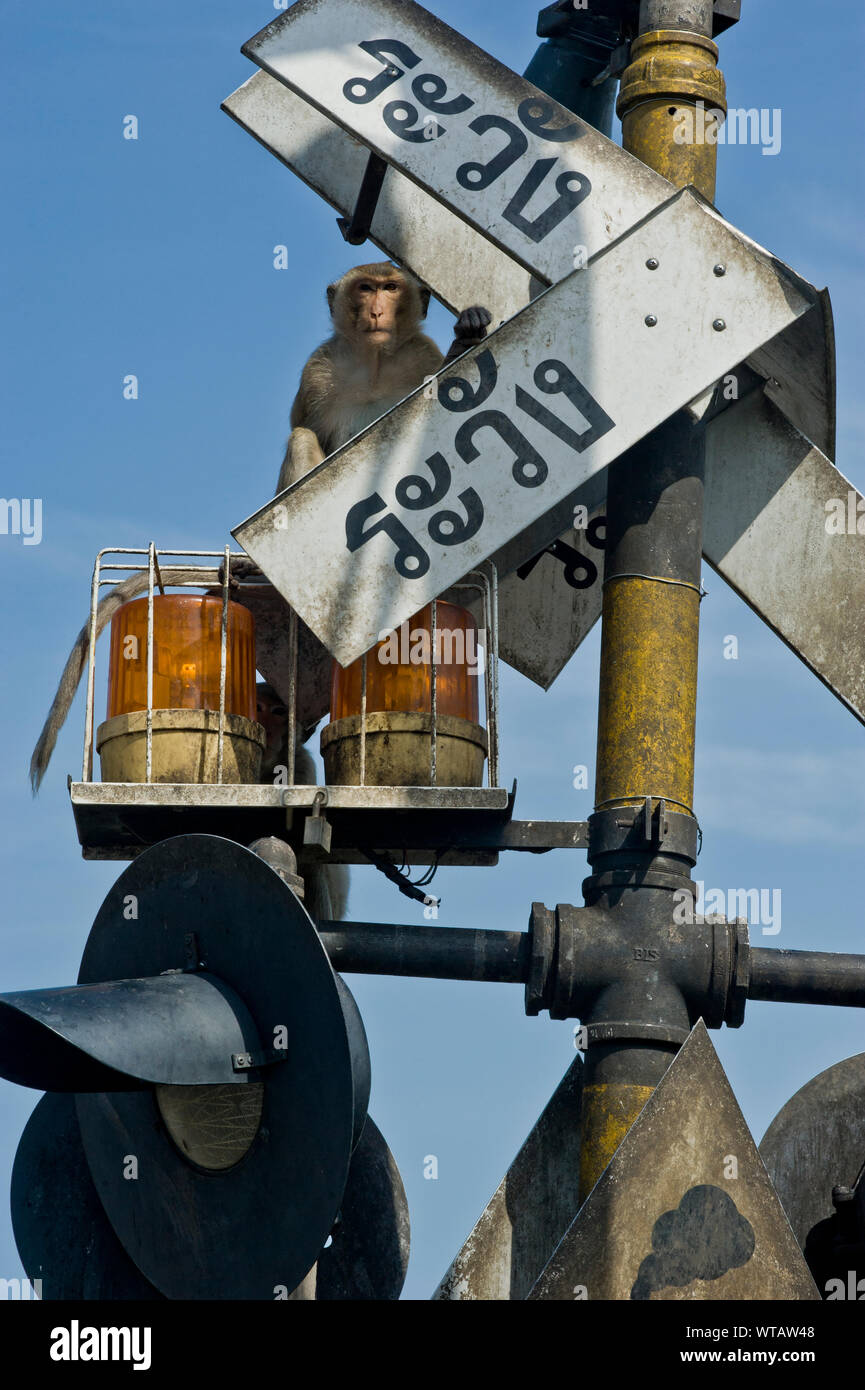 Monkey sitted su ferrovia sign in Thailandia del scimmie city Foto Stock