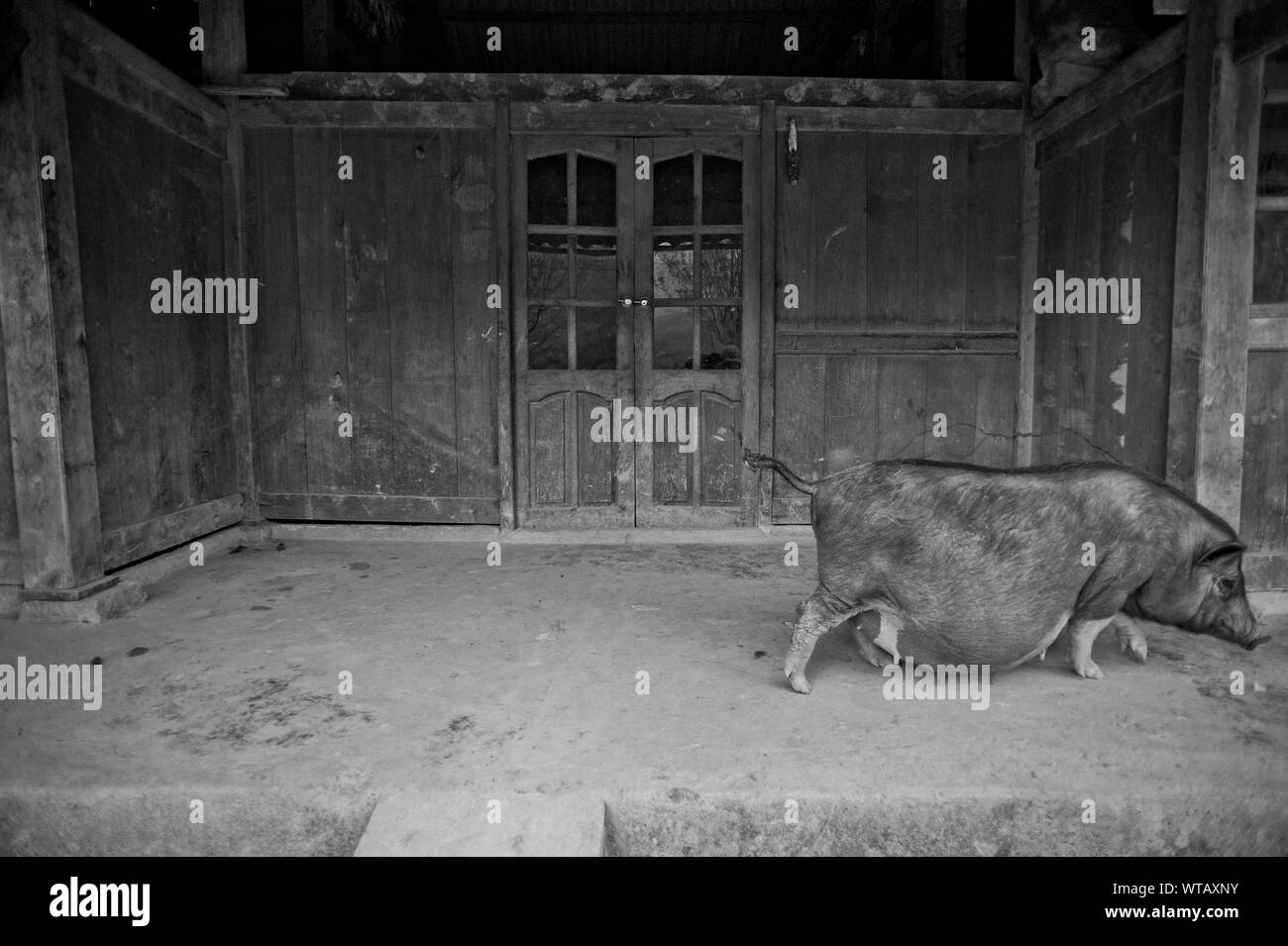 Femmine gravide di maiale nella parte anteriore di una casa coloniale Foto Stock